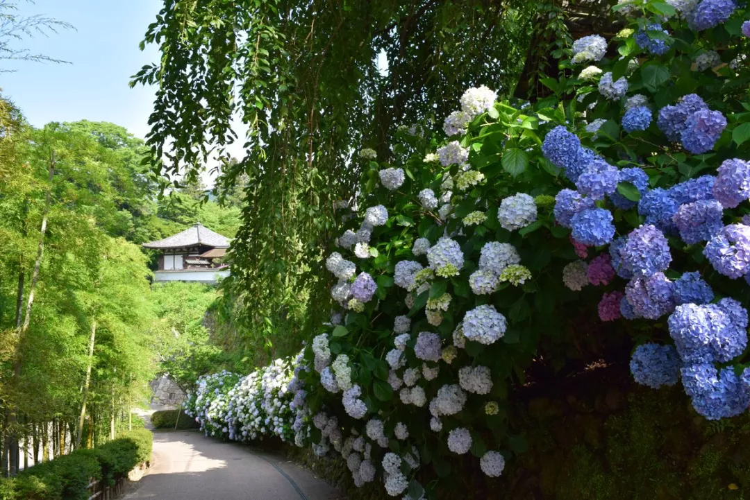 一年一度日本的紫阳花季